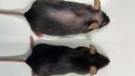 Experimental drug extends the lifespan of mice - and could work on humans, scientists say