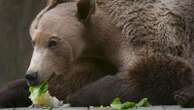 Bear wakes from hibernation 'happy and healthy' after pioneering brain op