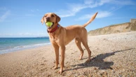 Labradors and humans share genes which make them more likely to become obese, study finds