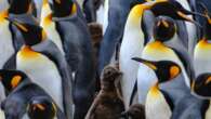 Why wildlife in the Falklands is more vulnerable than most