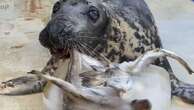 'Stubborn' seal who doesn't like to work for her food celebrates milestone birthday