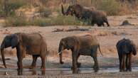 Zimbabwe to cull wild elephants to feed struggling communities during drought