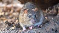 Contraception key to solving New York's rat problem