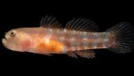 New 'grumpy' fish species discovered