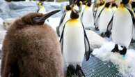 'Oh lawd he comin': Huge penguin chick called Pesto goes viral