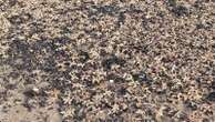 'Thousands' of starfish wash up on beach in Kent