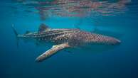 Paper clip-sized chameleon and whale shark among 10 threatened species being monitored in 2025