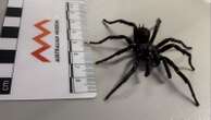 'Big boy' funnel-web spider with more venom and longer fangs discovered