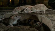 Scientists investigating whether rats could infect humans, official documents reveal