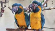 Parrots missing from London Zoo found behind Cambridgeshire family's garden