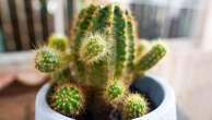 Prickly mayor bans cactus plants in buildings