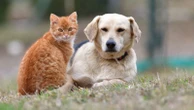 Pets 'have been there for people' in past year