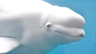 Sea life park 'threatens to euthanise 30 whales' in row with government