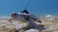 Turtles experience ocean for first time