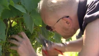 Why England is 'wine-growing paradise'