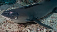Skin disease affecting whitetip reef sharks could be caused by rising sea temperatures
