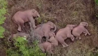 I would walk 300 miles! Elephants become online stars after napping during epic trek around China