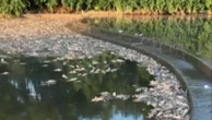 50,000 fish found dead in stream
