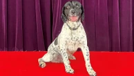 Police dog praised for finding hidden cash that helped convict killers