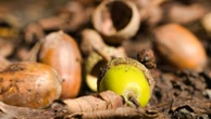 Goodbye 'false autumn', hello 'mast year' - here's what it means