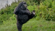Hugging lizards and a dancing gorilla among picks for Comedy Wildlife Awards