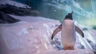 Sea Life boss challenged to 'swap places' with penguins 'trapped in basement' of aquarium