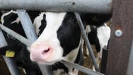The groundbreaking breeding programme that's reducing methane in cow burps