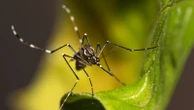 Two species of disease-carrying mosquitoes found in UK