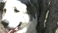 Missing boy, 2, walked miles through wilderness alone before led to safety by dog