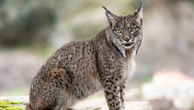 Zoo asks people to donate unwanted pets as food for its predators