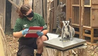 Watch as London Zoo weighs every creature in its care
