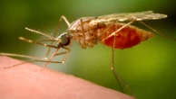 Thousands fall ill with mosquito-borne virus in China