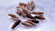 Flesh-eating screwworm parasite detected in person in US for first time