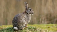 Pictures of 'zombie-rabbits' with twisting black horns go viral - so are they real?