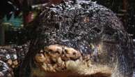 World's largest captive crocodile dies aged 110