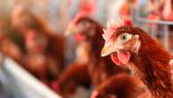 Another strain of bird flu confirmed in Cornwall, as mass cull ordered