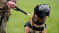 Dogs pictured wearing googles, ear defenders and cool vests - here's why