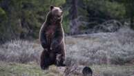 Vigil for beloved grizzly bear who was killed by a vehicle