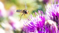 'One of the great wonders of nature': Insect migration superhighway discovered