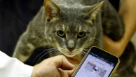 AI can now detect if cats are in pain by scanning feline faces