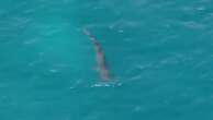 Police share footage of shark after sighting shuts tourist beach for two days