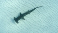 Woman forced to undergo amputation among three hurt in shark attacks