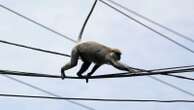 Nationwide power outage in Sri Lanka blamed on a monkey