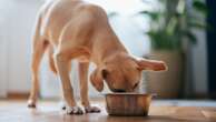 Lab-grown meat for dogs goes on sale - would your pet eat it?