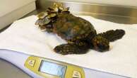 Meet Barnacle Bill - the sea turtle treated by UK's first dedicated rehab centre