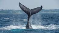 Whale earwax and parasitic worms go on display at Natural History Museum as part of 'broken planet' exhibition