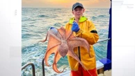 Friend or foe? Octopuses swarm in UK waters
