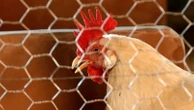 A ban on chlorinated chicken has protected UK consumers - and farmers