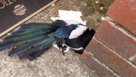 Magpie euthanised after getting stuck in illegal glue trap