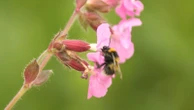 'The stakes couldn't be higher': Scientists embark on crucial study to save Britain's bees
